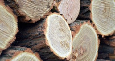 Pořez a prodej speciálních dřevin